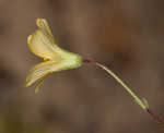 Tufted yellow woodsorrel